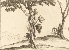 Bunch of Grapes. Creator: Jacques Callot