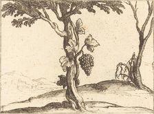 Bunch of Grapes. Creator: Jacques Callot