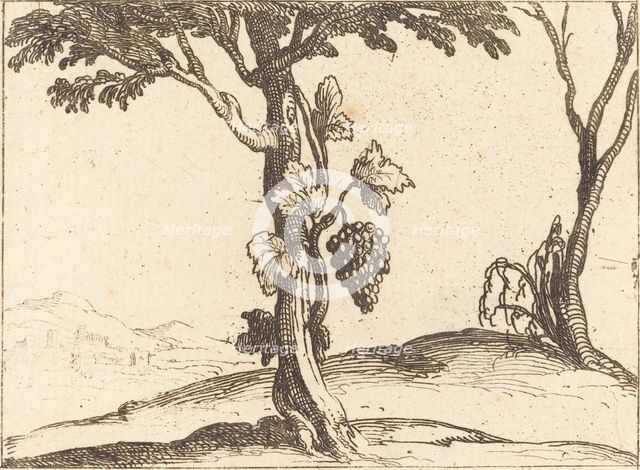 Bunch of Grapes. Creator: Jacques Callot.