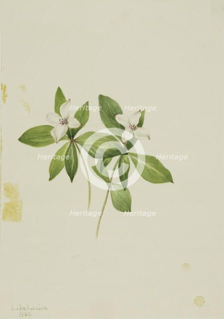 Bunchberry (Cornus canadensis), 1902. Creator: Mary Vaux Walcott.
