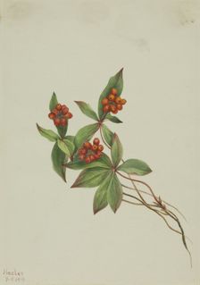 Bunchberry (Cornus canadensis), 1916. Creator: Mary Vaux Walcott