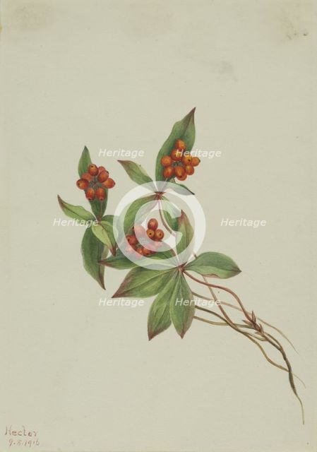 Bunchberry (Cornus canadensis), 1916. Creator: Mary Vaux Walcott.