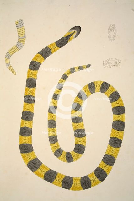 Bungarum Pamah, pub. 1796 (hand coloured engravings). Creator: William Skelton (1763 - 1848).