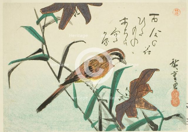 Bunting and lilies, 1830s-1840s. Creator: Ando Hiroshige.