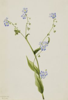 Bur-forget-me-not (Lappula diffusa), 1903. Creator: Mary Vaux Walcott