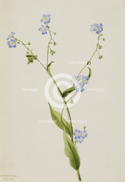 Bur-forget-me-not (Lappula diffusa), 1903. Creator: Mary Vaux Walcott.