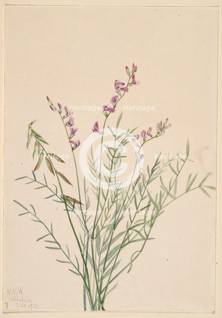Burgess Milkvetch (Astragalus bourgovii), 1922. Creator: Mary Vaux Walcott.