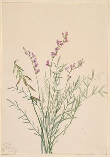 Burgess Milkvetch (Astragalus bourgovii), 1922. Creator: Mary Vaux Walcott