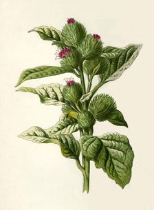 Burdock 1877. Creator: Frederick Edward Hulme
