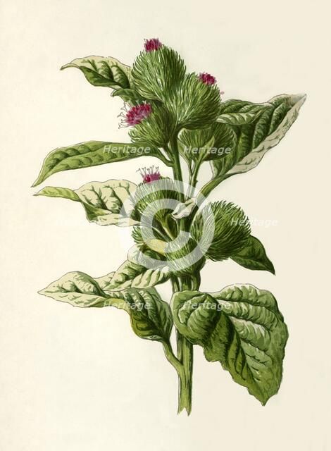'Burdock', 1877. Creator: Frederick Edward Hulme.