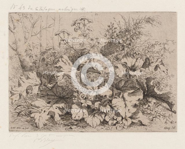 Burdock in Bloom, 1858. Creator: Eugene Blery.