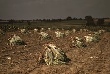 Burley tobacco is placed on sticks to wilt after cutting...on the Russell Spears farm..., Ky., 1940 Creator: Marion Post Wolcott