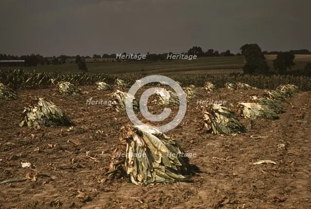 Burley tobacco is placed on sticks to wilt after cutting...on the Russell Spears' farm..., Ky., 1940 Creator: Marion Post Wolcott.