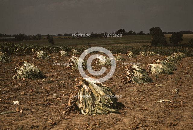 Burley tobacco is placed on sticks to wilt after cutting...on the Russell Spears' farm..., Ky., 1940 Creator: Marion Post Wolcott.