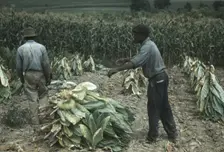 Burley tobacco is placed on sticks to wilt after cutting...on the Russell Spears farm..., Ky., 1940 Creator: Marion Post Wolcott
