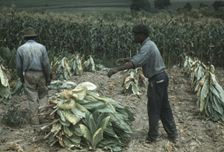 Burley tobacco is placed on sticks to wilt after cutting...on the Russell Spears farm..., Ky., 1940 Creator: Marion Post Wolcott