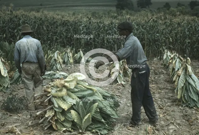 Burley tobacco is placed on sticks to wilt after cutting...on the Russell Spears' farm..., Ky., 1940 Creator: Marion Post Wolcott.