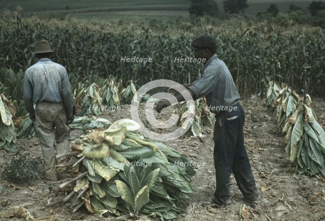 Burley tobacco is placed on sticks to wilt after cutting...on the Russell Spears' farm..., Ky., 1940 Creator: Marion Post Wolcott.