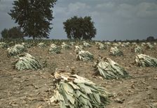Burley tobacco is placed on sticks to wilt after cutting...on the Russell Spears farm..., Ky., 1940 Creator: Marion Post Wolcott