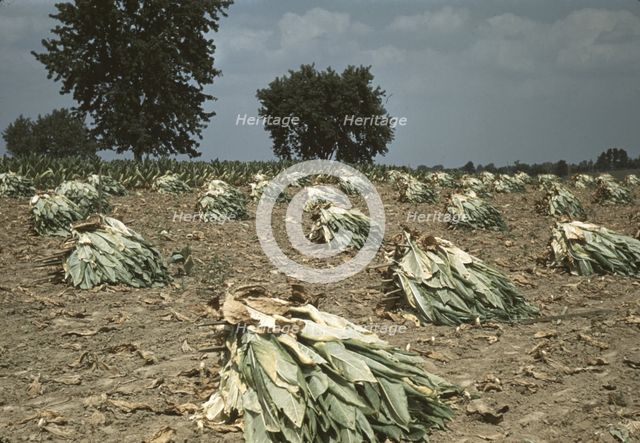 Burley tobacco is placed on sticks to wilt after cutting...on the Russell Spears' farm..., Ky., 1940 Creator: Marion Post Wolcott.