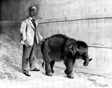 Burmese baby-elephant, forty-three inches high: the smallest ever brought to England, 1898. Creator: Unknown