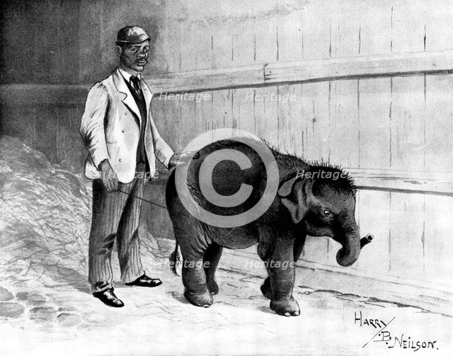 Burmese baby-elephant, forty-three inches high: the smallest ever brought to England, 1898. Creator: Unknown.