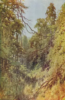 Burmese Jungle 1924