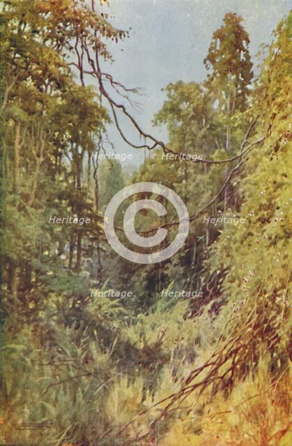 'Burmese Jungle', 1924. Artist: Unknown.