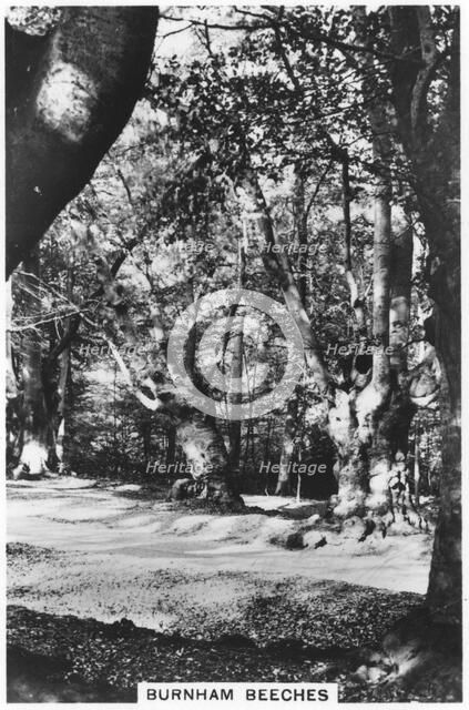 Burnham Beeches, Buckinghamshire, 1937. Artist: Unknown