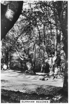 Burnham Beeches, Buckinghamshire, 1937