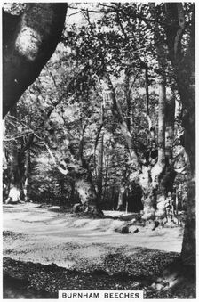 Burnham Beeches, Buckinghamshire, 1937