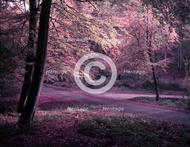 Burnham Beeches, Buckinghamshire, c1955.  Creator: Arthur Charles Kirby Ware.