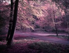 Burnham Beeches, Buckinghamshire, c1955. Creator: Arthur Charles Kirby Ware