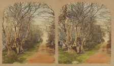 Burnham Beeches. (The finest Specimens in the World.), 1857-1859. Creator: William Morris Grundy