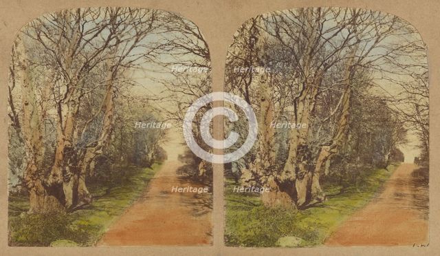 Burnham Beeches. (The finest Specimens in the World.), 1857-1859. Creator: William Morris Grundy.