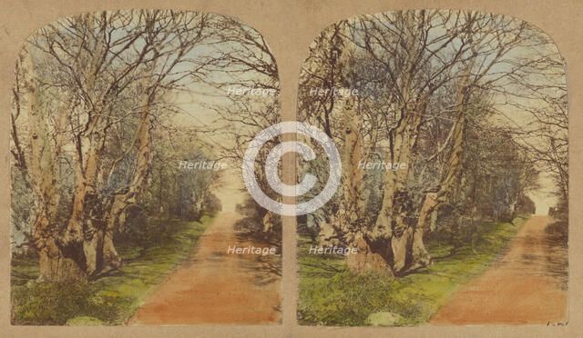 Burnham Beeches. (The finest Specimens in the World.), 1857-1859. Creator: William Morris Grundy.