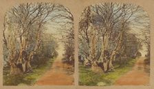 Burnham Beeches. (The finest Specimens in the World.), 1857-1859. Creator: William Morris Grundy