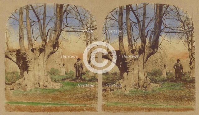 Burnham Beeches. (The finest Specimens in the World.), 1857-1859. Creator: William Morris Grundy.