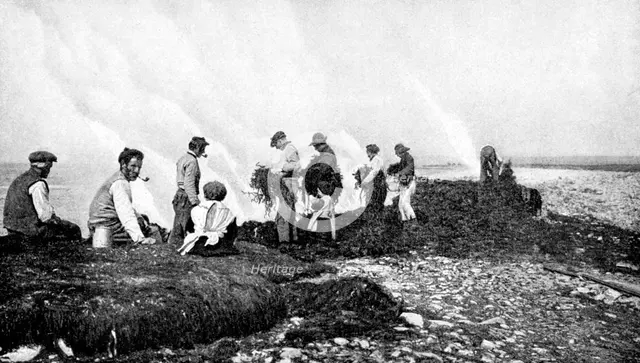 Burning seaweed for kelp, Aran Islands, Ireland, 1922.Artist: AW Cutler