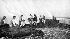 Burning seaweed for kelp, Aran Islands, Ireland, 1922.Artist: AW Cutler