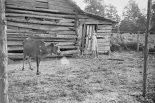 Burroughs children and cow near the barn, Hale County, Alabama, 1936. Creator: Walker Evans