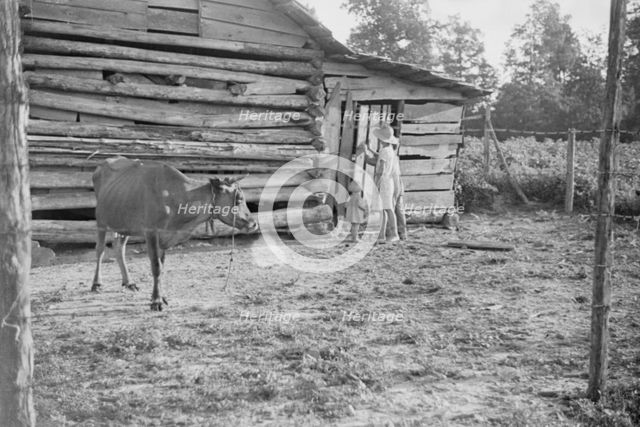 Burroughs children and cow near the barn, Hale County, Alabama, 1936. Creator: Walker Evans.