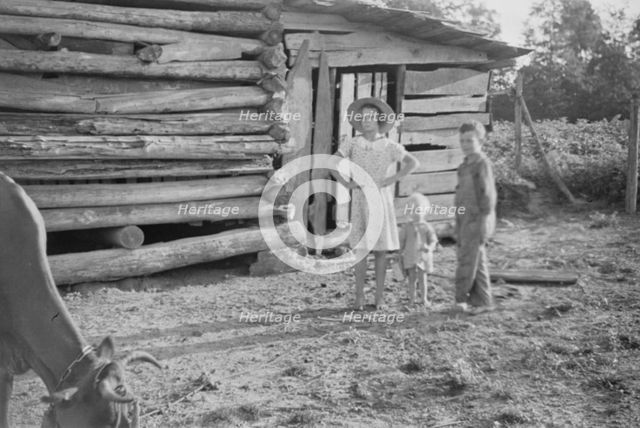 Burroughs children and cow near the barn, Hale County, Alabama, 1936. Creator: Walker Evans.