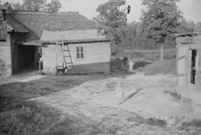Burroughs children and cow near the barn, Hale County, Alabama, 1936. Creator: Walker Evans