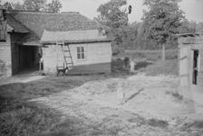 Burroughs children and cow near the barn, Hale County, Alabama, 1936. Creator: Walker Evans