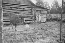 Burroughs children and cow near the barn, Hale County, Alabama, 1936. Creator: Walker Evans