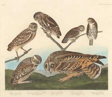 Burrowing Owl, Large-Headed Burrowing Owl andLittle Night Owl, 1838. Creator: Robert Havell