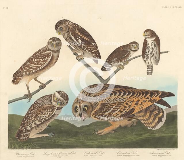 Burrowing Owl, Large-Headed Burrowing Owl andLittle Night Owl, 1838. Creator: Robert Havell.