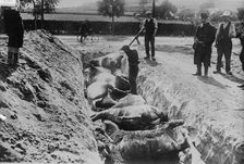 Burying horses, Battlefield of Haelen, 1914. Creator: Bain News Service