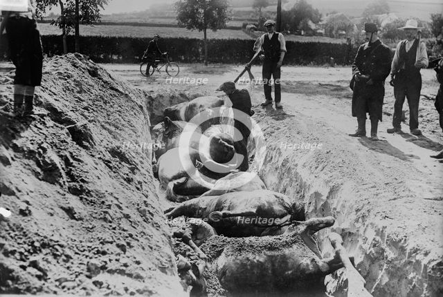 Burying horses, Battlefield of Haelen, 1914. Creator: Bain News Service.